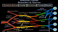 Brachial Plexus Branches & Nerves  Everything You Need To Know  Dr. Nabil Ebraheim