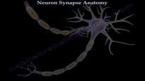 Neuron Synapse Anatomy  Everything You Need To Know  Dr. Nabil Ebraheim