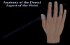 Anatomy Of The Dorsal Aspect Of The Wrist  Everything You Need To Know  Dr. Nabil Ebraheim