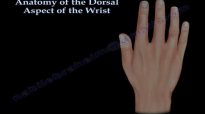 Anatomy Of The Dorsal Aspect Of The Wrist  Everything You Need To Know  Dr. Nabil Ebraheim
