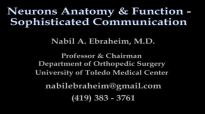 Neuron Anatomy , Function and Communication  Everything You Need To Know  Dr. Nabil Ebraheim