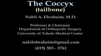 Coccyx, Tailbone pain coccydynia  Everything You Need To Know  Dr. Nabil Ebraheim