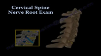 Cervical Spine Nerve Root Exam  Everything You Need To Know  Dr. Nabil Ebraheim