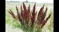 Yellow Dock Herb Health Benefits