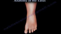 Anatomy Of The Talus  Everything You Need To Know  Dr. Nabil Ebraheim