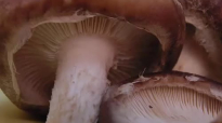 Health Benefits of Shiitake Mushroom