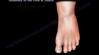Anatomy Of The Foot & Ankle  Everything You Need To Know  Dr. Nabil Ebraheim