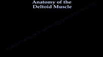 Anatomy Of The Deltoid Muscle  Everything You Need To Know  Dr. Nabil Ebraheim