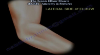 Tennis Elbow Muscle ECRB  Everything You Need To Know  Dr. Nabil Ebraheim