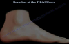 Posterior tibial Nerve branches, ankle,foot  Everything You Need To Know  Dr. Nabil Ebraheim