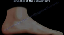 Posterior tibial Nerve branches, ankle,foot  Everything You Need To Know  Dr. Nabil Ebraheim