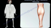 Anatomy Of The Plantaris Muscle  Everything You Need To Know  Dr. Nabil Ebraheim