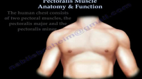 Pectoralis Muscle Anatomy & Function  Everything You Need To Know  Dr. Nabil Ebraheim