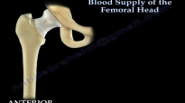 Avascular Necrosis, Blood Supply Femoral Head Everything You Need To Know  Dr. Nabil Ebraheim
