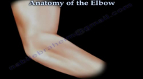 Anatomy Of The Elbow, Animation  Everything You Need To Know  Dr. Nabil Ebraheim