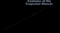 Anatomy Of The Trapezius Muscle  Everything You Need To Know  Dr. Nabil Ebraheim