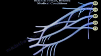 Brachial Plexus, Related Medical Conditions  Everything You Need To Know  Dr. Nabil Ebraheim