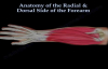 Anatomy Of The Radial & Dorsal Forearm Part 2  Everything You Need To Know  Dr. Nabil Ebraheim