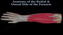Anatomy Of The Radial & Dorsal Forearm Part 2  Everything You Need To Know  Dr. Nabil Ebraheim
