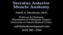 Serratus Anterior Muscle Anatomy  Everything You Need To Know  Dr. Nabil Ebraheim