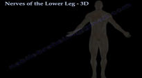 Nerves Of The Lower Leg 3D  Everything You Need To Know  Dr. Nabil Ebraheim