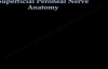 Superficial Peroneal Nerve Anatomy  Everything You Need To Know  Dr. Nabil Ebraheim