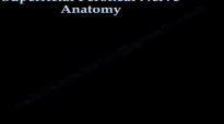 Superficial Peroneal Nerve Anatomy  Everything You Need To Know  Dr. Nabil Ebraheim
