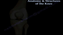 Anatomy & Structure Of The Knee , knee pain  Everything You Need To Know  Dr. Nabil Ebraheim