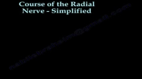 Course Of The Radial Nerve Simplified  Everything You Need To Know  Dr. Nabil Ebraheim