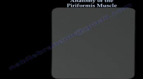 Piriformis syndrome ,sciatica , anatomy  Everything You Need To Know  Dr. Nabil Ebraheim