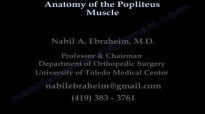 Anatomy Of The Popliteus Muscle  Everything You Need To Know  Dr. Nabil Ebraheim