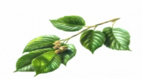 Slippery Elm Herb Health Benefits