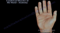 Lumbrical Muscles Of The Hand Anatomy  Everything You Need To Know  Dr. Nabil Ebraheim