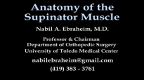 Anatomy Of The Supinator Muscle  Everything You Need To Know  Dr. Nabil Ebraheim
