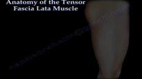 Anatomy of the Tensor Fascia Lata Muscle  Everything You Need To Know  Dr. Nabil Ebraheim
