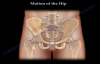 Anatomy of Movement Of The Hip  Everything You Need To Know  Dr. Nabil Ebraheim