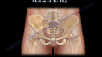 Anatomy of Movement Of The Hip  Everything You Need To Know  Dr. Nabil Ebraheim