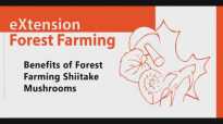 Benefits of Forest Farming Shiitake Mushrooms