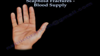 Scaphoid Fractures Blood Supply  Everything You Need To Know  Dr. Nabil Ebraheim