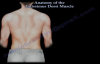Anatomy Of The Latissimus Dorsi Muscle  Everything You Need To Know  Dr. Nabil Ebraheim