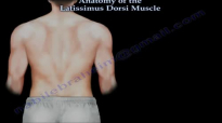 Anatomy Of The Latissimus Dorsi Muscle  Everything You Need To Know  Dr. Nabil Ebraheim