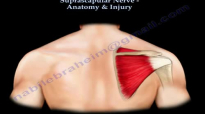 Suprascapular Nerve Anatomy & Injury  Everything You Need To Know  Dr. Nabil Ebraheim