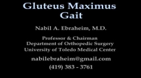 Gluteus Maximus Gait  Everything You Need To Know  Dr. Nabil Ebraheim