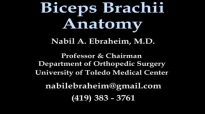 Biceps Brachii Anatomy  Everything You Need To Know  Dr. Nabil Ebraheim