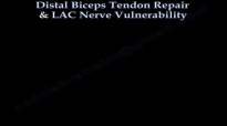 Distal Biceps Tendon Repair & Nerve Vulnerability  Everything You Need To Know  Dr. Nabil Ebraheim
