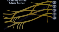 Anatomy Of The Ulnar Nerve  Everything You Need To Know  Dr. Nabil Ebraheim