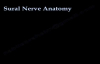 Sural Nerve Anatomy  Everything You Need To Know  Dr. Nabil Ebraheim