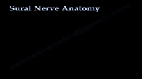 Sural Nerve Anatomy  Everything You Need To Know  Dr. Nabil Ebraheim