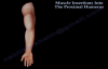 Muscle Insertions Into The Proximal Humerus  Everything You Need To Know  Dr. Nabil Ebraheim