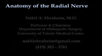 Anatomy Of The Radial Nerve  Everything You Need To Know  Dr. Nabil Ebraheim